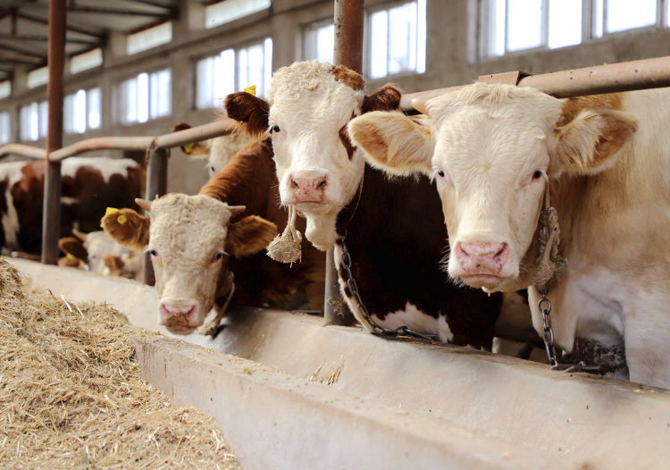 牛饲料中的磷源饲料主要有哪些组成，有什么作用？
