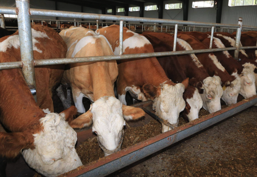 牛饲料中的矿物质饲料有哪些，有什么作用？