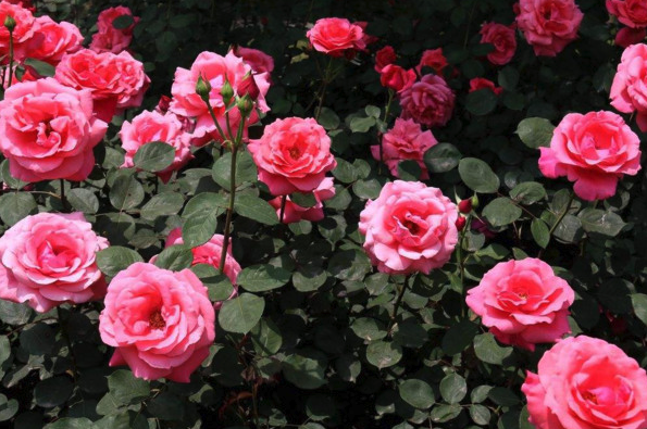 玫瑰花的根腐病有哪些危害，如何防治？