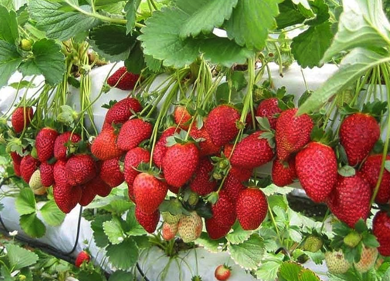 奶油草莓对土壤和温度有哪些要求，如何施肥？
