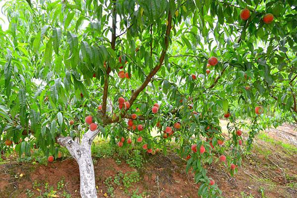 桃树水肥管理，桃树养护