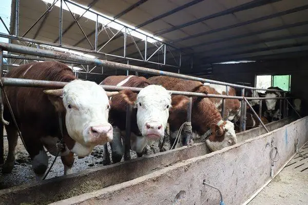 肉牛养殖业发展前景，未来趋势