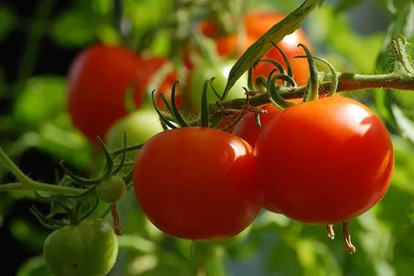 番茄的栽培技术，如何实现高产高质的番茄