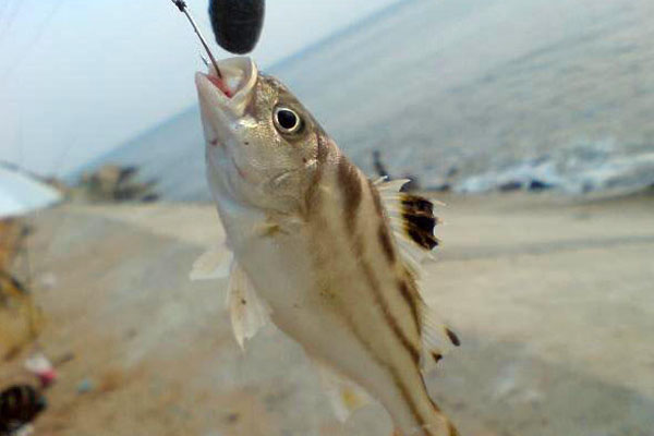 丁公鱼能养淡水吗，适合淡水养殖的丁公鱼品种
