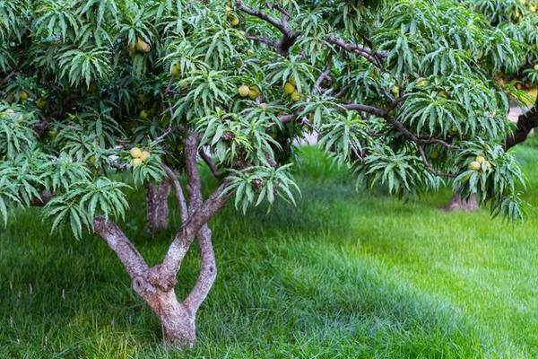 桃树水肥管理，桃树养护
