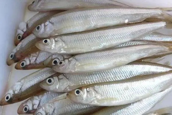 丁公鱼能养淡水吗，适合淡水养殖的丁公鱼品种