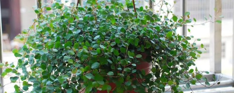 千叶吊兰的介绍,种植管理技术 千叶吊兰的介绍,种植管理技术