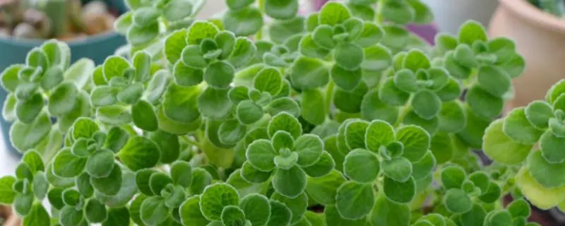 碰碰香的种植步骤,管理方法 碰碰香的种植步骤,管理方法