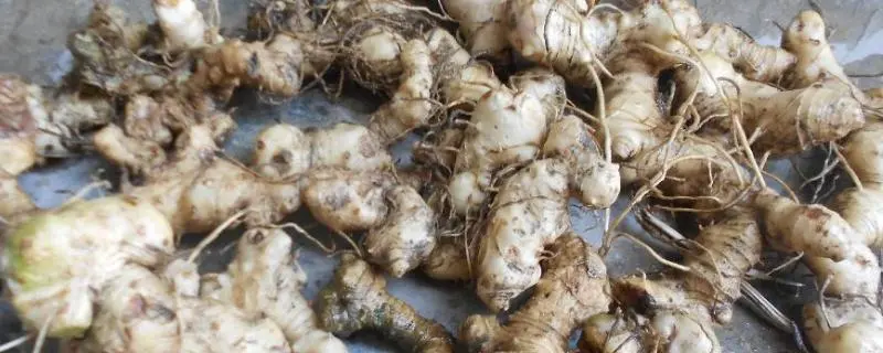 老虎姜的种植,什么时候种植最好 老虎姜的种植,什么时候种植最好