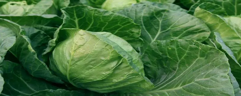 包菜适合几月份种植,都有哪些注意事项 包菜适合几月份种植,都有哪些注意事项
