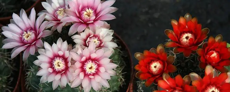 绯花玉的种植,怎么养才能茁壮成长 绯花玉的种植,怎么养才能茁壮成长