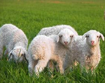 春夏养羊
