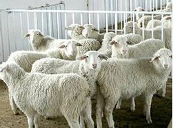 乌鲁木齐羊保险推广