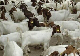 兰陵县活羊和羊肉价格持续走低