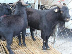 金堂黑山羊品种特性