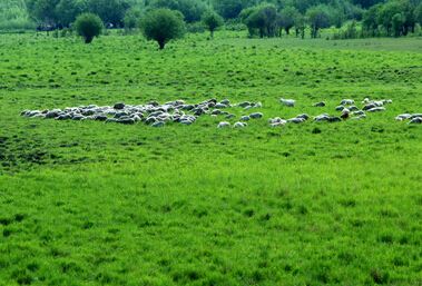 呼伦贝尔羊的养殖与管理技术