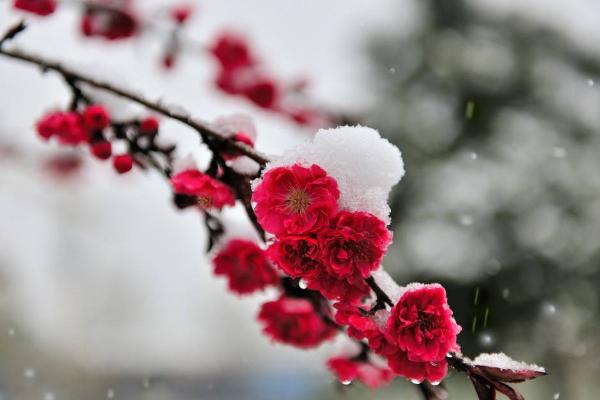 盆景梅花养殖方法与注意事项 梅花盆景怎么造型好看