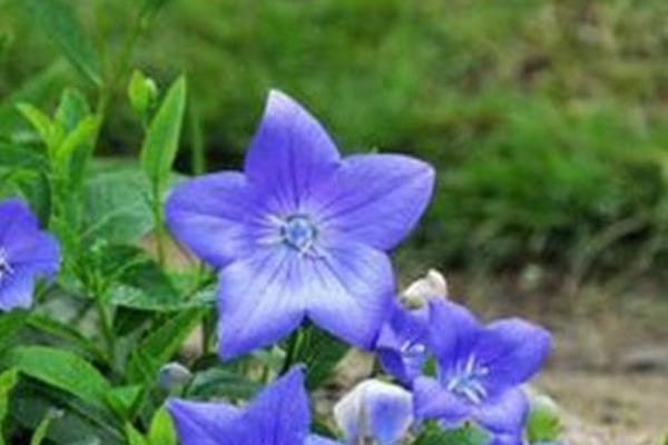 桔梗如何种植 桔梗科学种植技术