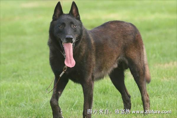 马犬价格多少钱一只？