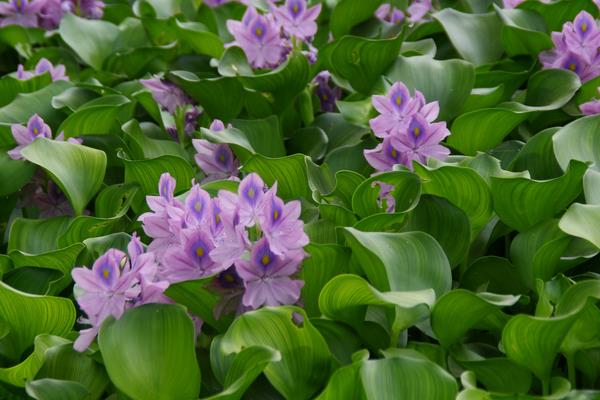 水葫芦开花吗 水葫芦的生长习性