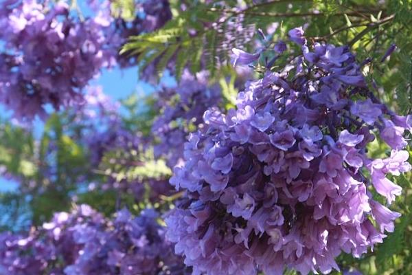 蓝花楹什么时候开花（花期是几月） 蓝花楹是什么花