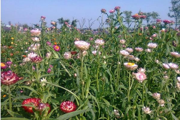 麦秆菊什么时候开花 麦秆菊花期是几月