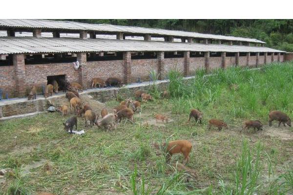 野猪养殖成本及利润分析