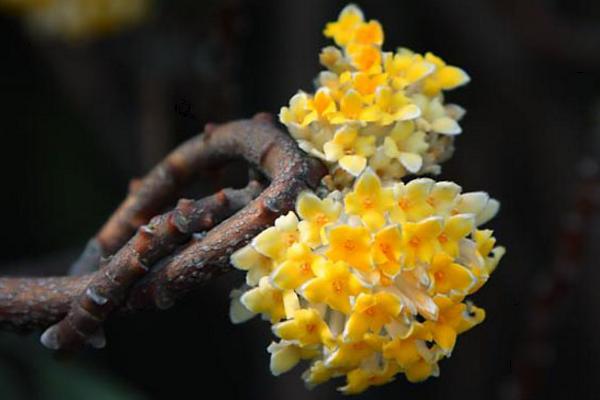 结香花市场价格多少钱一棵 结香花怎么养