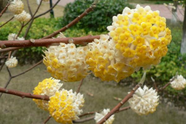 结香花市场价格多少钱一棵 结香花怎么养