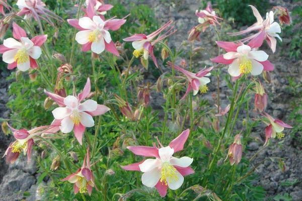 耧斗菜种子市场价格多少钱一斤 耧斗菜种子怎么种