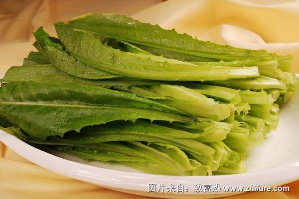 油麦菜图片大全