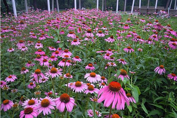 松果菊种子市场价格多少钱一斤 松果菊的繁殖方法