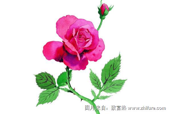 玫瑰花简笔画怎么画（图解步骤）