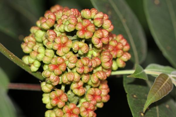 吴茱萸市场价格多少钱一斤 吴茱萸产地在哪里