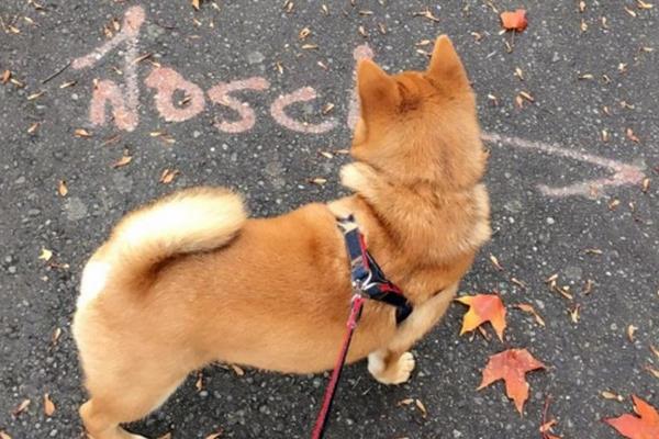 纯种柴犬市场价格多少钱一只 柴犬养公的还是母的好