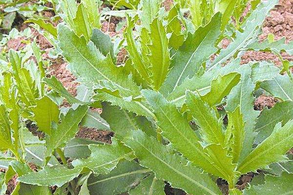 野菜刺儿菜市场价格多少钱一斤 刺儿菜产地在哪里