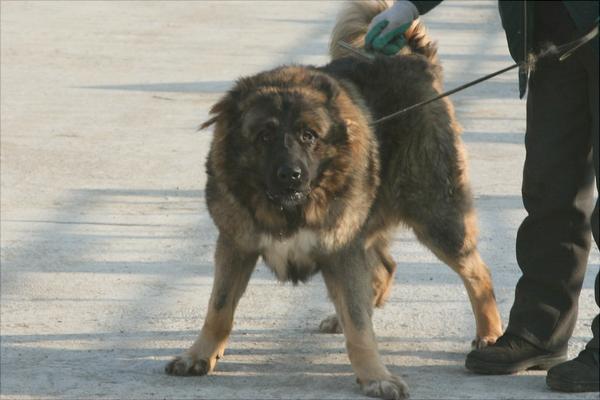 高加索犬图片