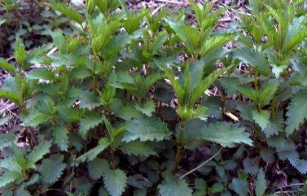 野菜哈拉海市场价格多少钱一斤 哈拉海产地在哪里