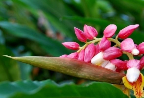 姜花种子市场价格多少钱一斤 姜花的养殖方法