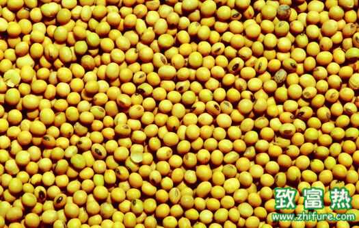 大豆的功效与作用 醋泡黄豆的做法