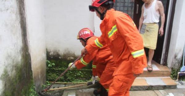 草花蛇市场价格多少钱一斤 为什么正午不打草花蛇