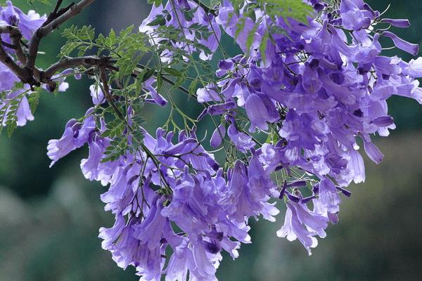 蓝花楹种子市场价格多少钱一斤 蓝花楹种子怎么种