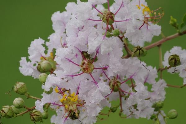 紫薇花种子市场价格多少钱一斤 紫薇花种子怎么种