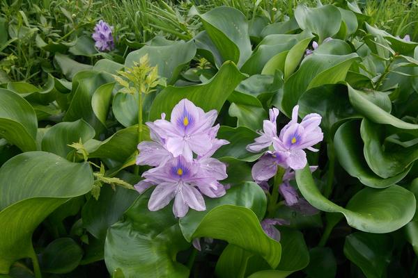 水葫芦种子市场价格多少钱一斤 水葫芦的简介