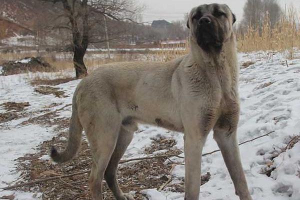 坎高犬市场价格多少钱一只 坎高犬的性格特征