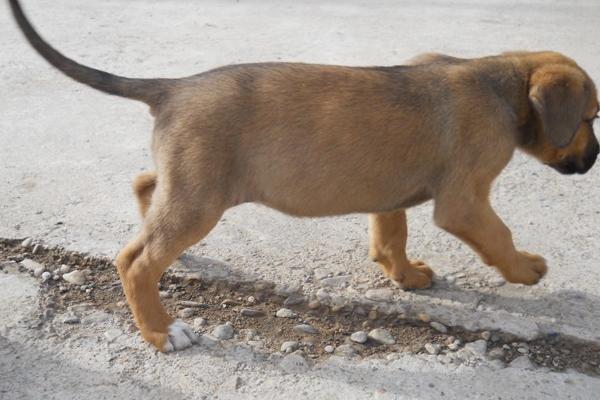 坎高犬市场价格多少钱一只 坎高犬的性格特征