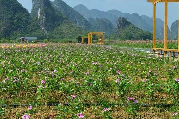 醉蝶花种子市场价格多少钱一斤 醉蝶花种子怎么种