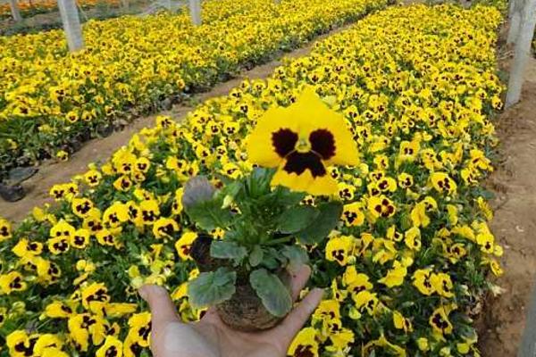 蝴蝶花种子市场价格多少钱一斤 蝴蝶花的种子怎么种