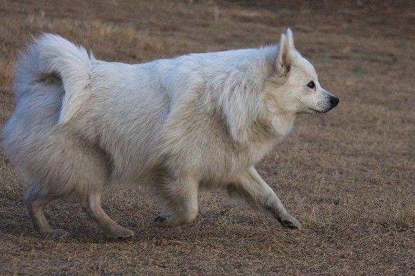 狐狸犬市场价格多少钱一只 狐狸犬和博美的区别是什么