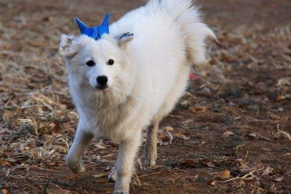 狐狸犬市场价格多少钱一只 狐狸犬和博美的区别是什么